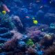 tropical-fishes-meet-in-blue-coral-reef-sea-water-small.jpg